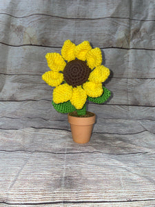 Sunflower in a Terra Cotta Pot