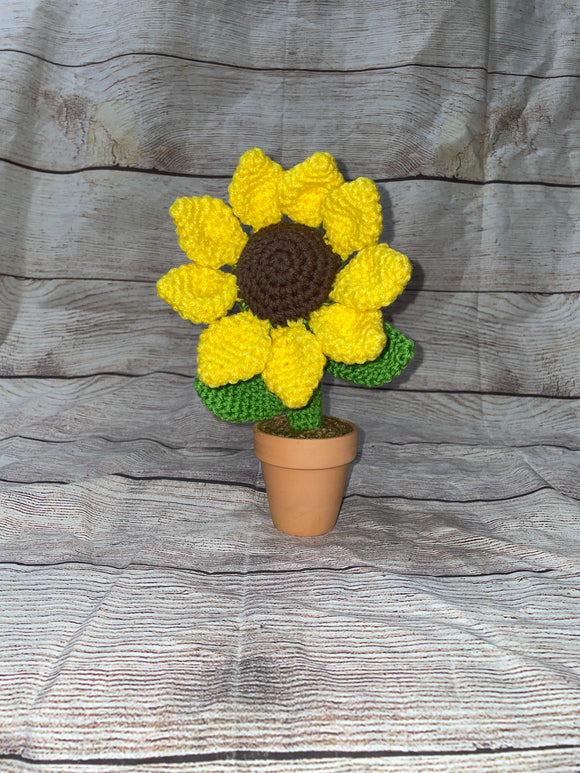 Sunflower in a Terra Cotta Pot