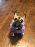 Frenchie Sweater